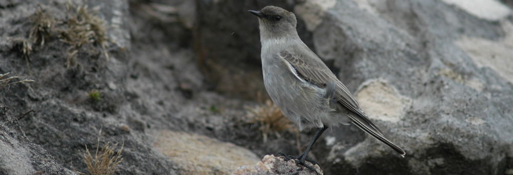 DARK-FACED GROUND TRYRANT Muscisaxicola macloviana 